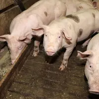 En Pologne, une alternative à l’intégration des élevages de porc