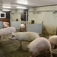 Elevage de porcs
