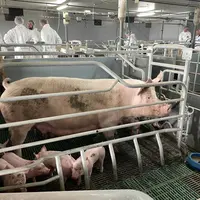 Deux groupes de progrès maternité liberté ont été mis en place au sein de Porc Armor Evolution. Ici en visite chez Mickaël et