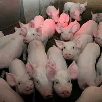 Le vaccin contre "E. coli" F4/18 exerce sans doute une influence positive dans le maintien de la fonction barrière e