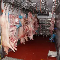 carcasses porc découpe transformation