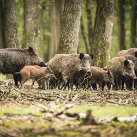 Les effectifs de sangliers, potentiels porteurs de la fièvre porcine africaine, sont en forte expansion