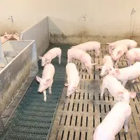 porcelet accès au nourrisseur