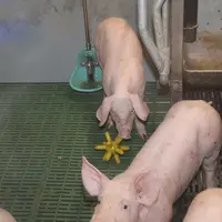 L'apport de jouets supplémentaires détourne l'attention des porcelets et réduit les risques de blessures.
