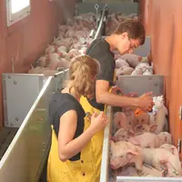 Pour des porcs élevés dans des élevages fermés, la vaccination contre la FPA ne se justifie pas.