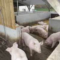 L’accès à la courette se fait par la dalle technique sur laquelle est positionné le nourrisseur à sec.