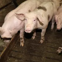 La pulvérisation d’inhibiteurs d’uréase réduit de 25 % les émissions d’ammoniac d’une porcherie