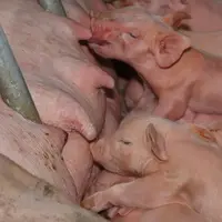 La qualité de la prise colostrale est un élément clé influençant l'apparition des diarrhées des porcelets en maternité</e