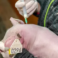 Les porcelets en maternité sont le stade physiologique le plus utilisateur d’antibiotiques en 2022