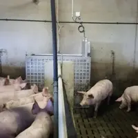 L’utilisation de balances connectées Pigscale a mis en évidence qu’il pouvait y avoir deux profils de croissance au sein d’une
