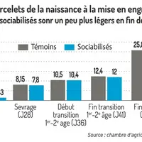 Graphique = Poids des porcelets de la naissance à la mise en engraissementLes porcelets sociabilisés sont un peu plus légers e