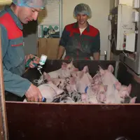Élevage porcin. Vaccination des porcelets. vaccin. santé animale. produit vétérinaire.