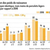 <em class="placeholder">Graph = Évolution des poids de naissancePoids moyen identique, mais moins de porcelets légers en 2024 par rapport à 2016</em>