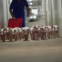 La technologie d'édition du génome, approuvée par la FDA, sera utilisée pour sélectionner des porcs PIC résistants au SDR