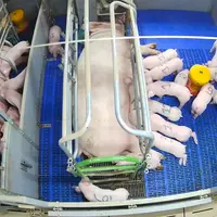 Les images montrent que les porcelets consomment également en dehors des heures d’éclairage.