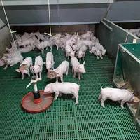 <em class="placeholder">Une nurserie de 640 places permet de loger les porcelets sevrés précocement et de garder les plus petits jusqu’aux départs de