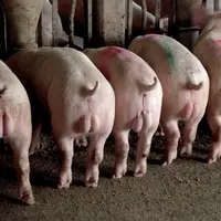 Les Allemands valident l’immunocastration des porcs mâles