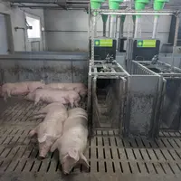 Deux alimentateurs installés dans chaque case permettent de nourrir jusqu'à 70 porcs charcutiers en alimentation individu