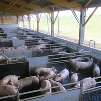 Bien que les animaux passent la moitié de leur temps à l’extérieur, les performances, notamment l’indice de consommation, ne s