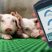 Piglink va créer des passerelles entre les différents outils connectés de l'élevage.