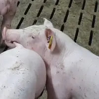Il existe des liens clairs entre des situation rencontrée par un porc dans la case comme une agression et son expression vocal