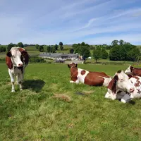Les lactosérum issus des productions laitières du MAssif Central constituent une matière première de qualité pour l'alime