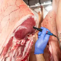 mesure du pH ultime sur un jambon de porc à l'abattoir