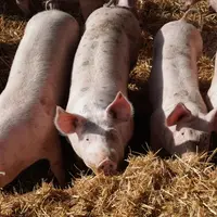 Les meilleures pratiques de bien-être présentés au concours Welfarmers sont jugées sur les aspects scientifiques, économiques