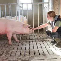 Une cochette apprivoisée se laisse facilement approcher