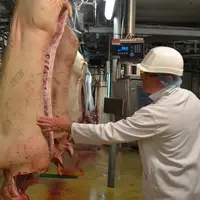 À périmètre constant, l’activité d’abattage sur la zone Uniporc est restée stable.