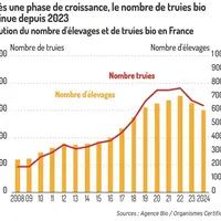 Graphique = Après une phase de croissance, le nombre de truies biodiminue depuis 2023Évolution du nombre d'élevages et de