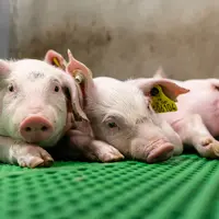 Les prévisions de prix du porc pour 2026 s’orientent vers une évolution défavorable