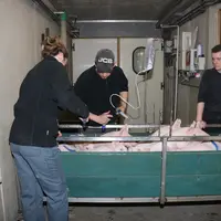 salariées en train de vacciner les porcelets dans le couloir extérieur d'une salle de post-sevrage