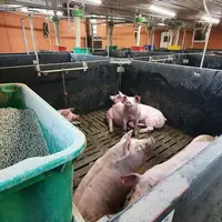 Le surplus d'énergie apporté par la granulation est plus élevé pour le maïs que pour le blé ou l'orge.
