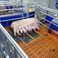 En permettant l’expression de comportements naturels les maternités liberté réduisent le stress et les lésions physiques. </em