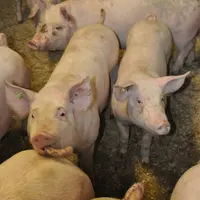 L’IA franchit une nouvelle étape dans la détection des morsures