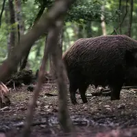 sanglier / laie suitée / faune sauvage