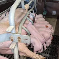 <em class="placeholder">L'objectif à la mise bas est d'atteindre 22 mm d'ELD pour assurer une lactation abondante.</em>
