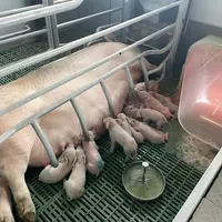 Le travail de robustesse des porcelets mis en place par les sélectionneurs est la complémentarité de ce qui est réalisé sur la