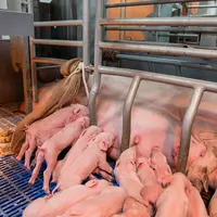 En lien avec l'augmentation de la taille de portée, le nombre de mort-nés est passé de 1,1 à 1,3 porcelets en dix ans</em
