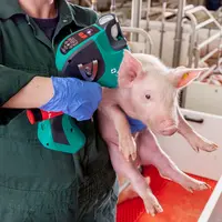 Le germe responsable du SDRP n'est pas transmis d'un porc à l'autre par des vaccinations intradermiques, contra