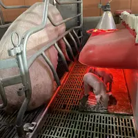 porcelet à la naissance à côté de la truie, nid chauffant