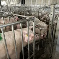 <em class="placeholder">verrat souffleur passant devant les truies pour la détection des truies en chaleur </em>