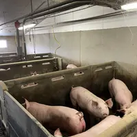 La ferme des Trinottières affiche un GMQ de 933 g/j en engraissement, grâce à un plan d'alimentation poussé.