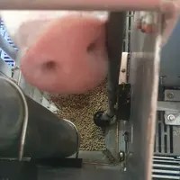 Des aliments adaptés aux canicules pour les truies en lactation