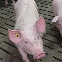 En cas de vague de chaleur, la conduite alimentaire en engraissement devient stratégique.
