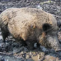 Attention, cette photo n'est pas une photo Réussir. © Wikimedia commons. Sanglier (Sus scrofa). Faune sauvage. Mammifère