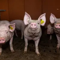 Augmenter le plafond de rationnement de 2,4 à 2,7 kg/j et par porc améliore le GMQ en phase de finition de 100 g/j chez les fe