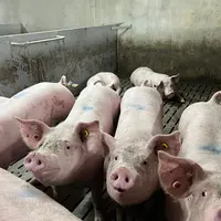 Le groupe des 33 % meilleurs dépasse les 900 g/j avec un GMQ 30-115 kg de 916 g/j.