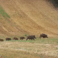 famille de sanglier traversant un champ